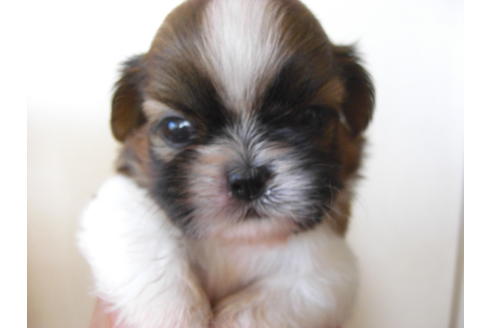 成約済の大阪府のシーズー-17894の3枚目