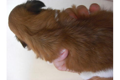 成約済の大阪府のシーズー-17894の2枚目