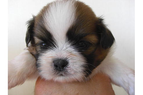 成約済の大阪府のシーズー-18400の3枚目