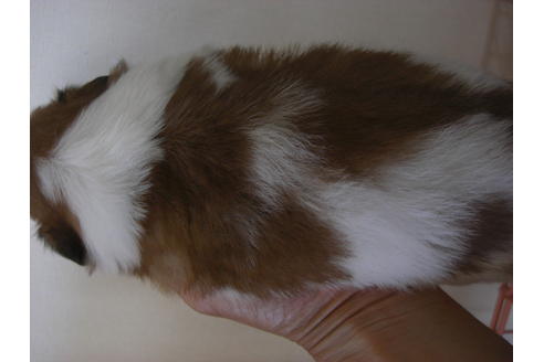 成約済の大阪府のシーズー-18400の2枚目