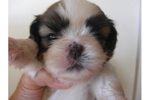 成約済の大阪府のシーズー-18401の3枚目