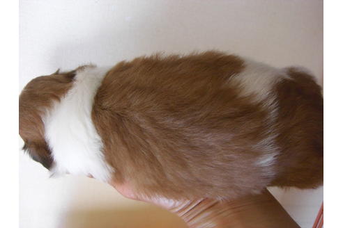 成約済の大阪府のシーズー-18402の2枚目