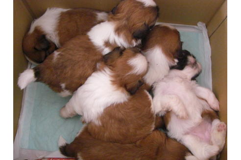 成約済の大阪府のシーズー-18400の1枚目