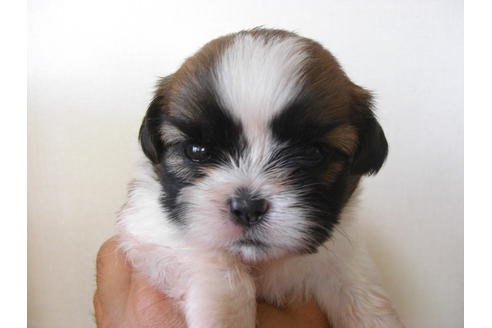 成約済の大阪府のシーズー-18404の3枚目