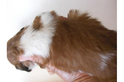 成約済の大阪府のシーズー-18404の2枚目