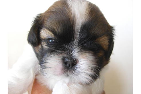 成約済の大阪府のシーズー-18406の2枚目