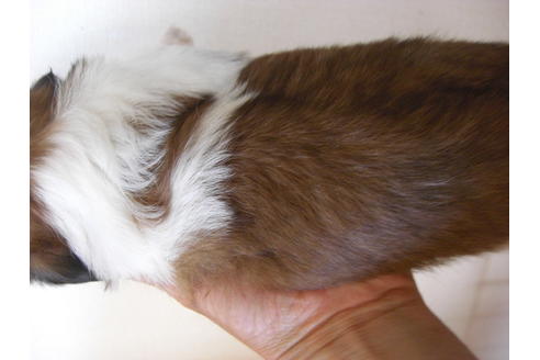 成約済の大阪府のシーズー-18406の1枚目