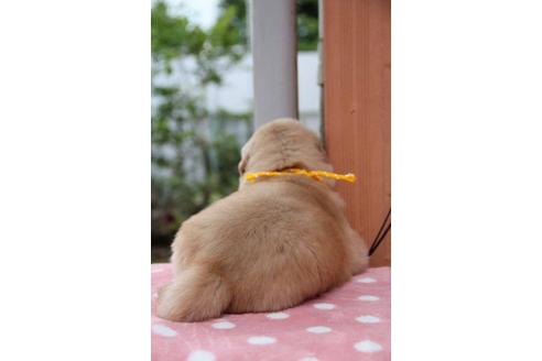 成約済の茨城県のゴールデンレトリーバー-18462の3枚目