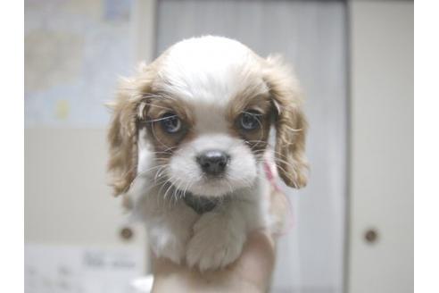 成約済の埼玉県のキャバリアキングチャールズスパニエル-17457の3枚目
