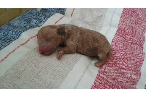 成約済の山口県のティーカッププードル-18476の1枚目
