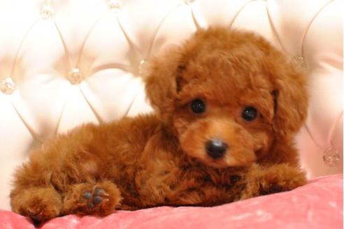 成約済の茨城県のトイプードル-18477の3枚目