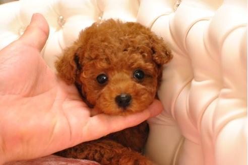 成約済の茨城県のトイプードル-18478の2枚目