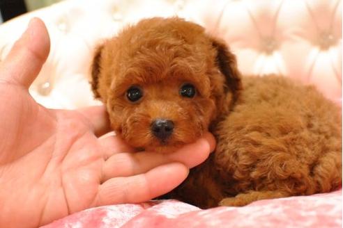 成約済の茨城県のトイプードル-18479の1枚目
