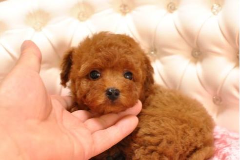 成約済の茨城県のトイプードル-18479の2枚目