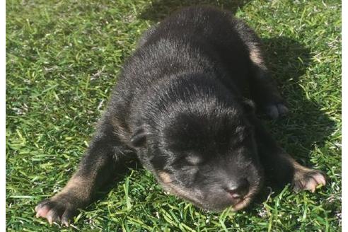 成約済の長崎県の柴犬-18496の1枚目