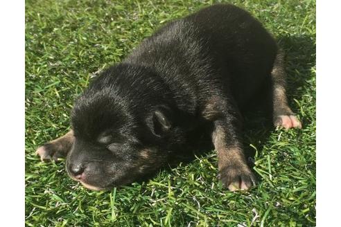 成約済の長崎県の柴犬-18496の2枚目