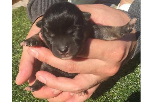 成約済の長崎県の柴犬-18496の3枚目