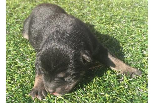 成約済の長崎県の柴犬-18497の1枚目