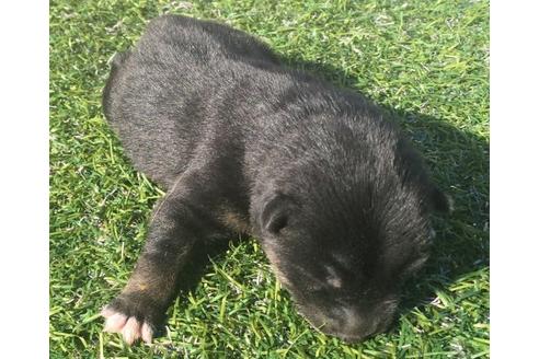 成約済の長崎県の柴犬-18499の2枚目
