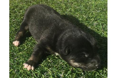 成約済の長崎県の柴犬-18499の3枚目