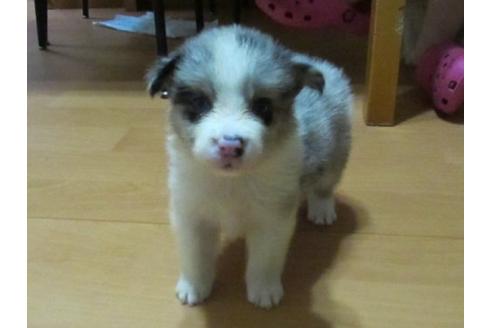 成約済の東京都のボーダーコリー-18507の1枚目