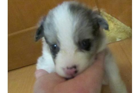 成約済の東京都のボーダーコリー-18507の2枚目