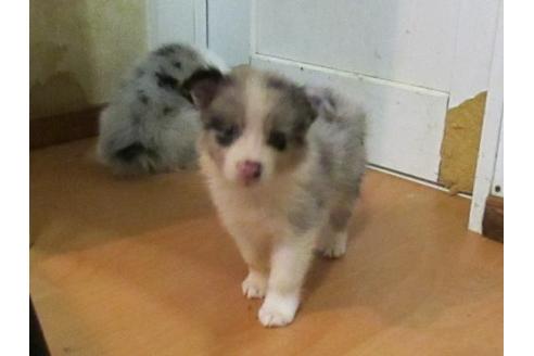 成約済の東京都のボーダーコリー-18507の3枚目