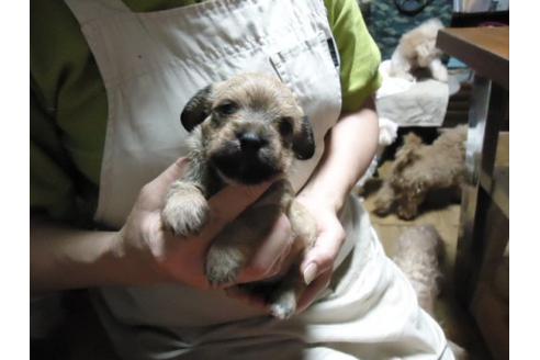 成約済の栃木県のミックス犬-18510の1枚目