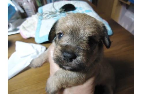 成約済の栃木県のミックス犬-18510の2枚目