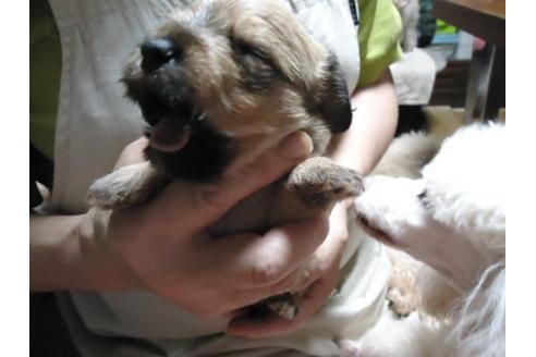 成約済の栃木県のミックス犬-18510の3枚目