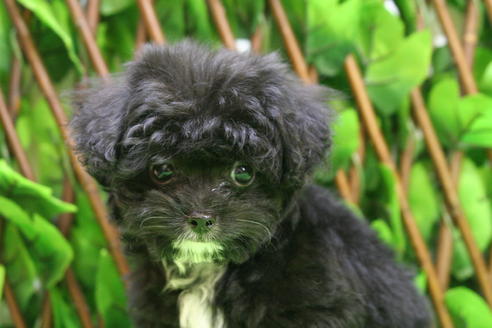 成約済の京都府のチワプー:チワワ×トイプードル-17259の1枚目