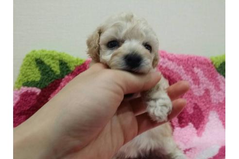 成約済の愛媛県のトイプードル-18513の5枚目