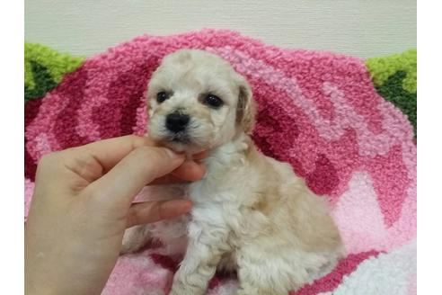 成約済の愛媛県のトイプードル-18513の4枚目