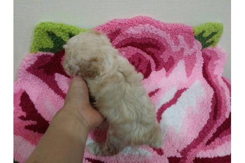 成約済の愛媛県のトイプードル-18513の3枚目