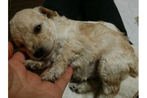 成約済の愛媛県のトイプードル-18513の2枚目