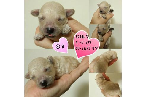 成約済の愛媛県のトイプードル-18513の1枚目