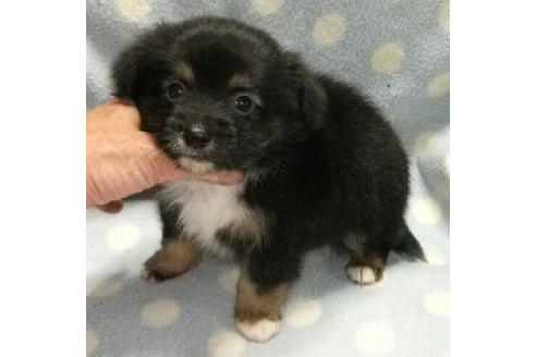 成約済の岐阜県のミックス犬-18524の1枚目