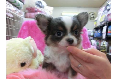 成約済の京都府のチワワ-18536の1枚目