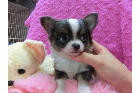 成約済の京都府のチワワ-18536の2枚目