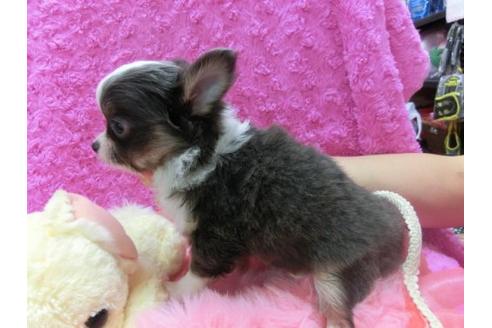 成約済の京都府のチワワ-18536の3枚目