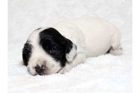 成約済の栃木県のイングリッシュコッカースパニエル-18546の1枚目