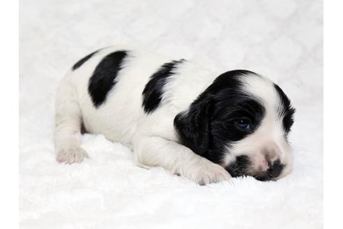 成約済の栃木県のイングリッシュコッカースパニエル-18546の2枚目