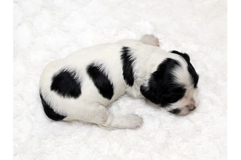 成約済の栃木県のイングリッシュコッカースパニエル-18546の3枚目