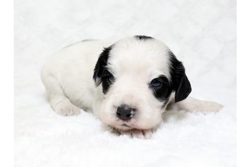 成約済の栃木県のイングリッシュコッカースパニエル-18547の2枚目