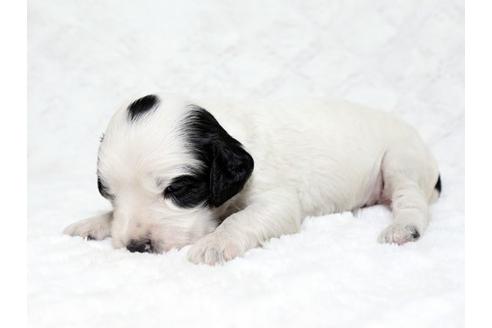 成約済の栃木県のイングリッシュコッカースパニエル-18547の3枚目