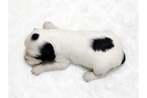 成約済の栃木県のイングリッシュコッカースパニエル-18547の1枚目