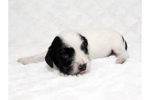 成約済の栃木県のイングリッシュコッカースパニエル-18548の1枚目