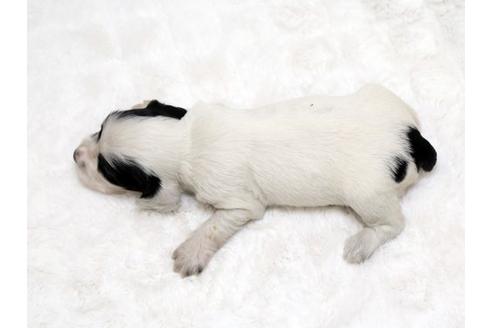 成約済の栃木県のイングリッシュコッカースパニエル-18548の2枚目