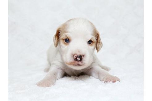 成約済の栃木県のイングリッシュコッカースパニエル-18550の1枚目