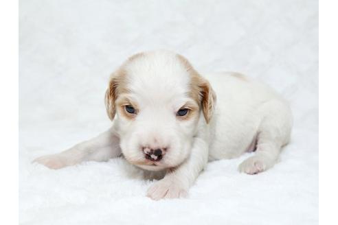 成約済の栃木県のイングリッシュコッカースパニエル-18550の2枚目